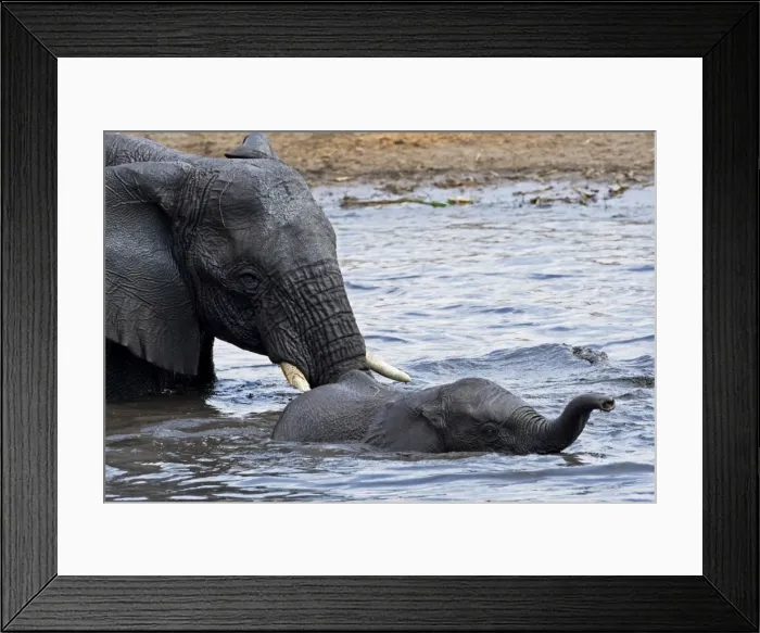 Framed Print : African Elephants - Etosha National Park - Namibia - Africa Framed Print : African Elephants - Etosha National Park - Namibia - Africa