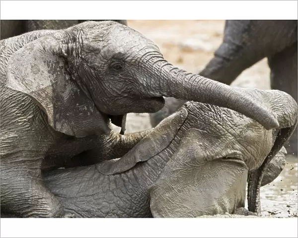 African Elephants - Juveniles playing  /  mud bathing - Etosha National Park - Namibia - Africa