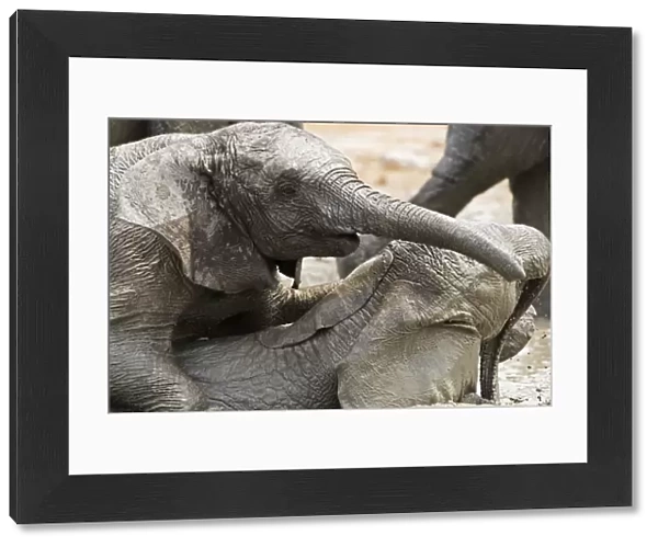 African Elephants - Juveniles playing  /  mud bathing - Etosha National Park - Namibia - Africa