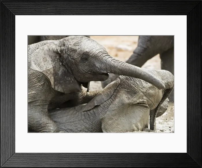 Framed Print : African Elephants - Juveniles playing / mud bathing - Etosha National Park - Namibia - Africa Framed Print : African Elephants - Juveniles playing / mud bathing - Etosha National Park - Namibia - Africa