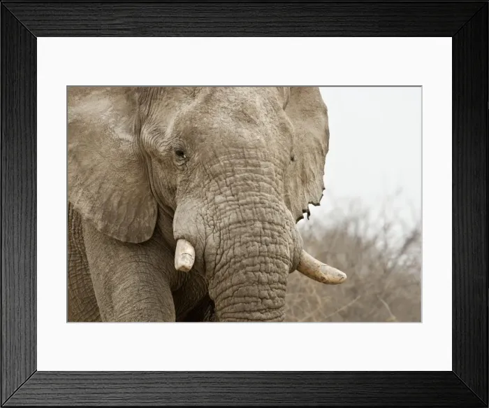 Framed Print : African Elephant - Portrait - Etosha National Park - Namibia - Africa Framed Print : African Elephant - Portrait - Etosha National Park - Namibia - Africa