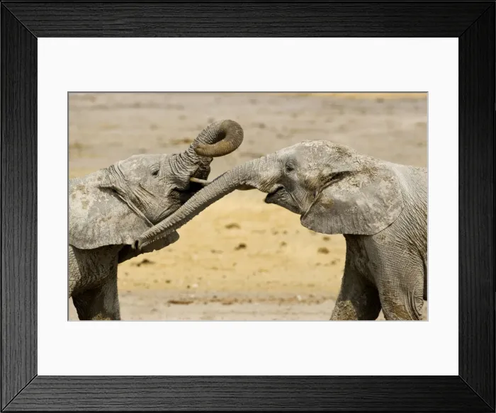 Framed Print : African Elephants - Juveniles Trunk-wrestling - Etosha National Park - Namibia - Africa Framed Print : African Elephants - Juveniles Trunk-wrestling - Etosha National Park - Namibia - Africa