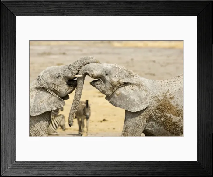 Framed Print : African Elephants - Juveniles Trunk-wrestling - Etosha National Park - Namibia - Africa Framed Print : African Elephants - Juveniles Trunk-wrestling - Etosha National Park - Namibia - Africa