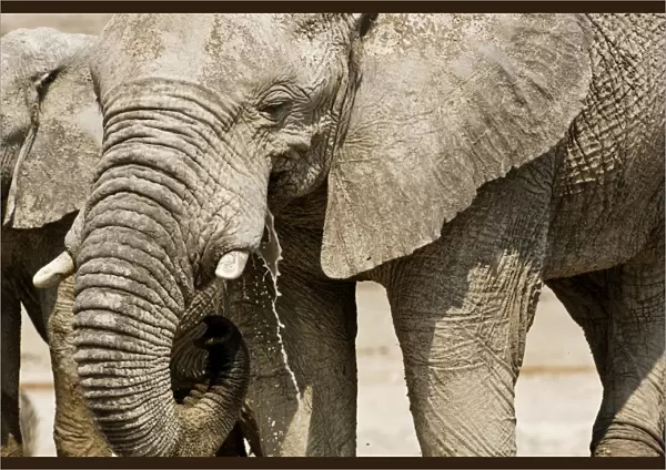 African Elephant - Portrait while drinking - head and shoulder - Etosha National Park - Namibia - Africa