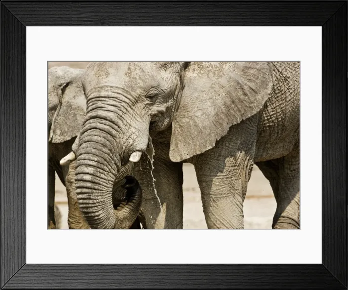 Framed Print : African Elephant - Portrait while drinking - head and shoulder - Etosha National Park - Namibia - Africa Framed Print : African Elephant - Portrait while drinking - head and shoulder - Etosha National Park - Namibia - Africa