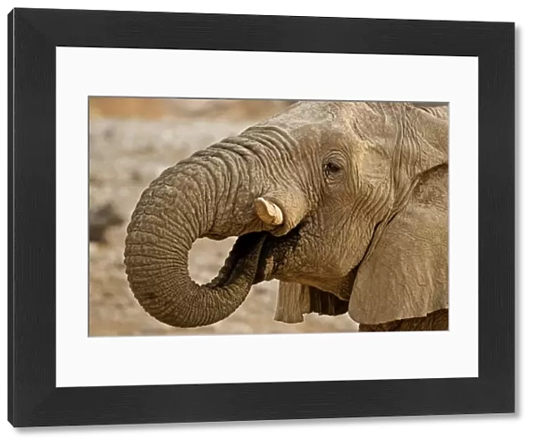 African Elephant - Portrait whilst drinking - Etosha National Park - Namibia - Africa