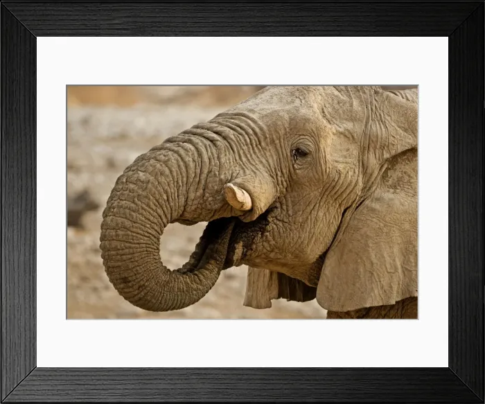 Framed Print : African Elephant - Portrait whilst drinking - Etosha National Park - Namibia - Africa Framed Print : African Elephant - Portrait whilst drinking - Etosha National Park - Namibia - Africa