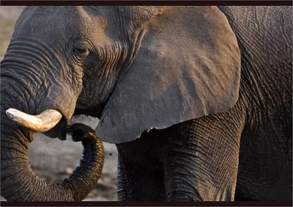 African Elephant - Portrait side profile head and shoulder - Etosha National Park - Namibia - Africa
