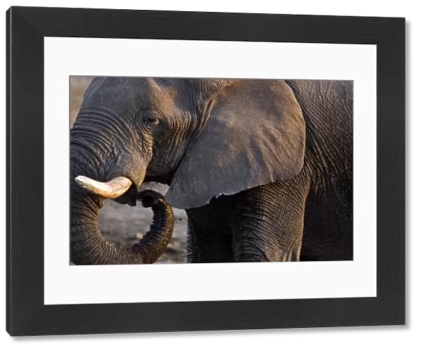 African Elephant - Portrait side profile head and shoulder - Etosha National Park - Namibia - Africa