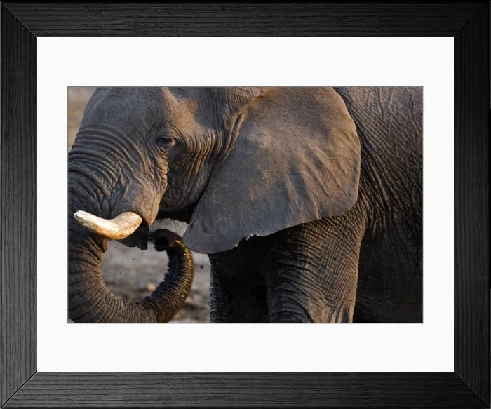 Framed Print : African Elephant - Portrait side profile head and shoulder - Etosha National Park - Namibia - Africa Framed Print : African Elephant - Portrait side profile head and shoulder - Etosha National Park - Namibia - Africa