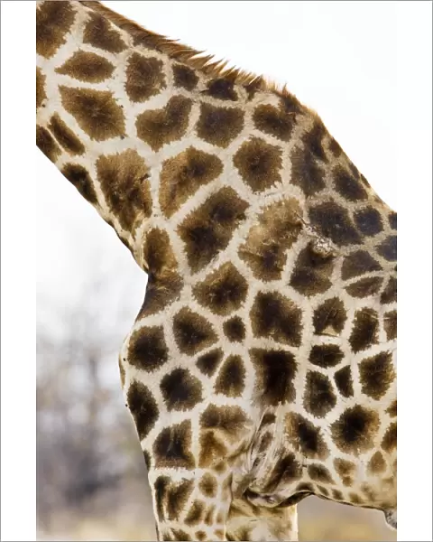 Giraffe - close up of skin patterns - Etosha National Park - Namibia - Africa