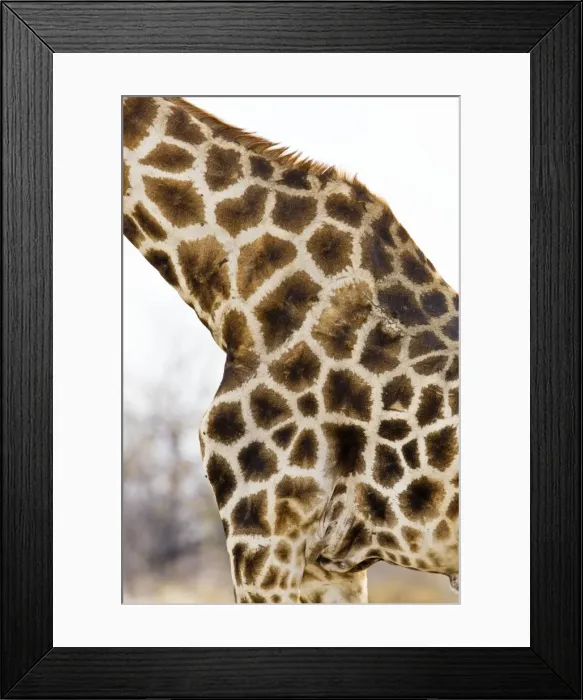 Framed Print : Giraffe - close up of skin patterns - Etosha National Park - Namibia - Africa Framed Print : Giraffe - close up of skin patterns - Etosha National Park - Namibia - Africa