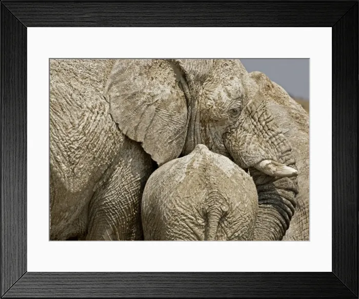 Framed Print : African Elephant - Portrait of a mother and young at rest - Etosha National Park - Namibia - Africa Framed Print : African Elephant - Portrait of a mother and young at rest - Etosha National Park - Namibia - Africa