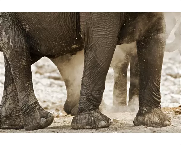 African Elephant - Portrait of legs in the dust - Etosha National Park - Namibia - Africa