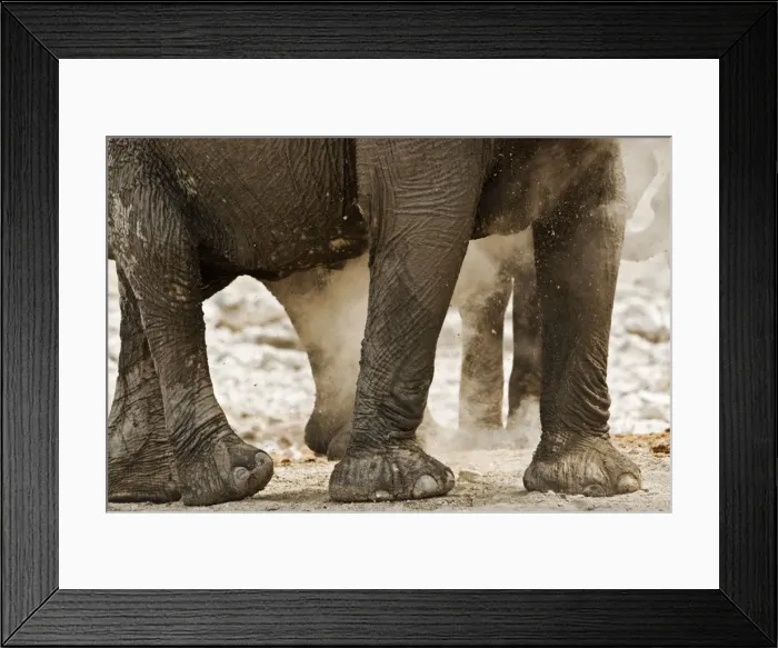 Framed Print : African Elephant - Portrait of legs in the dust - Etosha National Park - Namibia - Africa Framed Print : African Elephant - Portrait of legs in the dust - Etosha National Park - Namibia - Africa