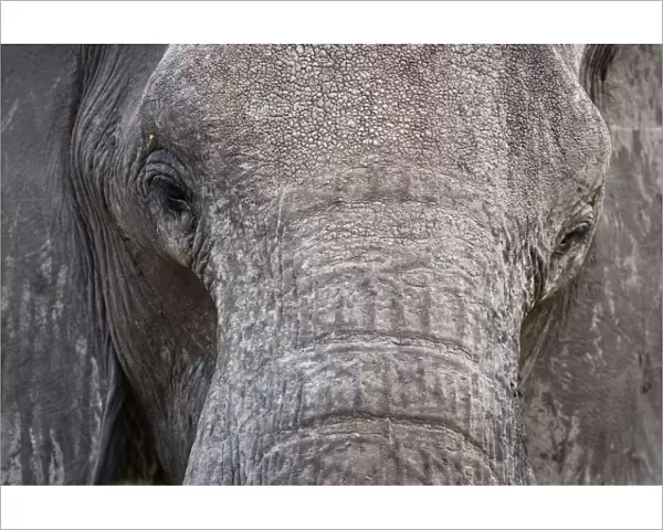 African Elephant - Close up of the face showing the eye area and tusk area - Etosha National Park - Namibia - Africa