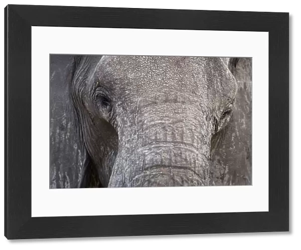 African Elephant - Close up of the face showing the eye area and tusk area - Etosha National Park - Namibia - Africa