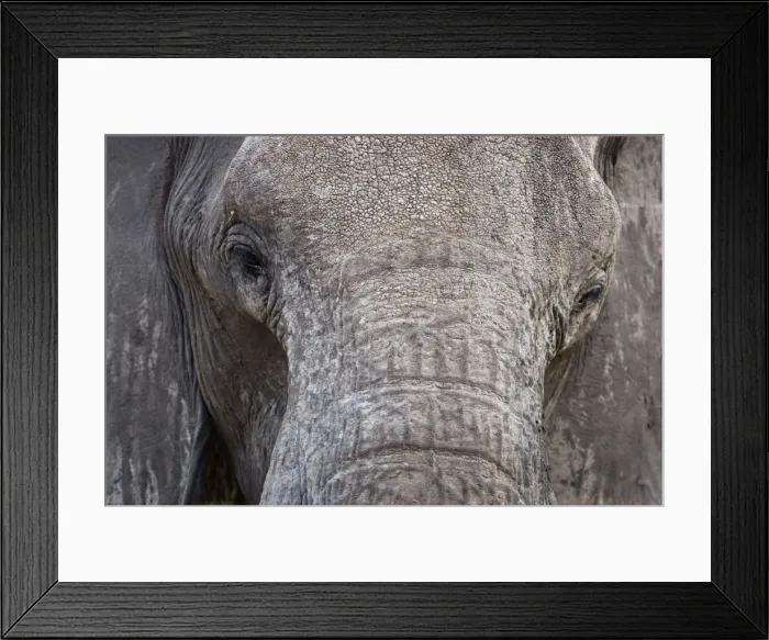 Framed Print : African Elephant - Close up of the face showing the eye area and tusk area - Etosha National Park - Namibia - Africa Framed Print : African Elephant - Close up of the face showing the eye area and tusk area - Etosha National Park - Namibia - Africa