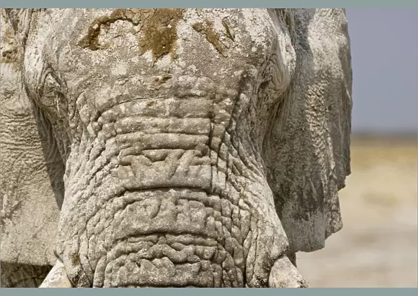 African Elephant - Portrait showing dried mud on the forehead - Etosha National Park - Namibia - Africa