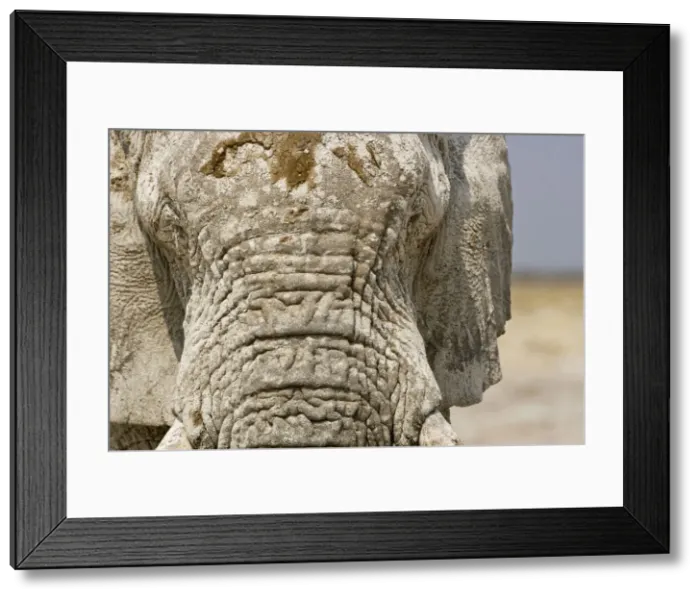 Framed Print : African Elephant - Portrait showing dried mud on the forehead - Etosha National Park - Namibia - Africa