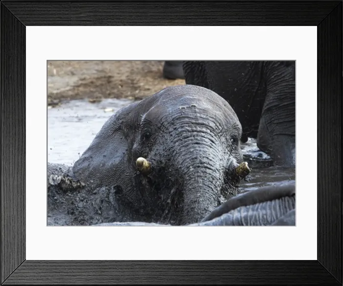 Framed Print : African Elephants - Juveniles playing / mud bathing - Etosha National Park - Namibia - Africa Framed Print : African Elephants - Juveniles playing / mud bathing - Etosha National Park - Namibia - Africa