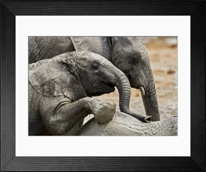 Framed Print : African Elephants - Etosha National Park - Namibia - Africa Framed Print : African Elephants - Etosha National Park - Namibia - Africa