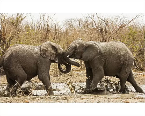 African Elephants - Etosha National Park - Namibia - Africa