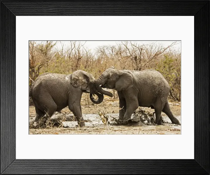 Framed Print : African Elephants - Etosha National Park - Namibia - Africa Framed Print : African Elephants - Etosha National Park - Namibia - Africa