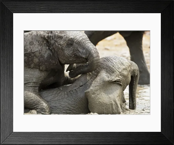 Framed Print : African Elephants - Juveniles playing / mud bathing - Etosha National Park - Namibia - Africa Framed Print : African Elephants - Juveniles playing / mud bathing - Etosha National Park - Namibia - Africa