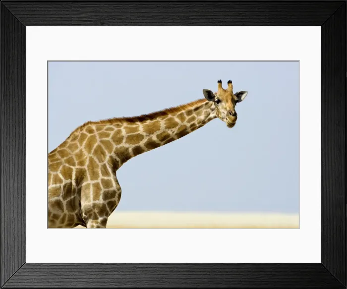 Framed Print : Giraffe - head and shoulder portrait - Etosha National Park - Namibia - Africa Framed Print : Giraffe - head and shoulder portrait - Etosha National Park - Namibia - Africa