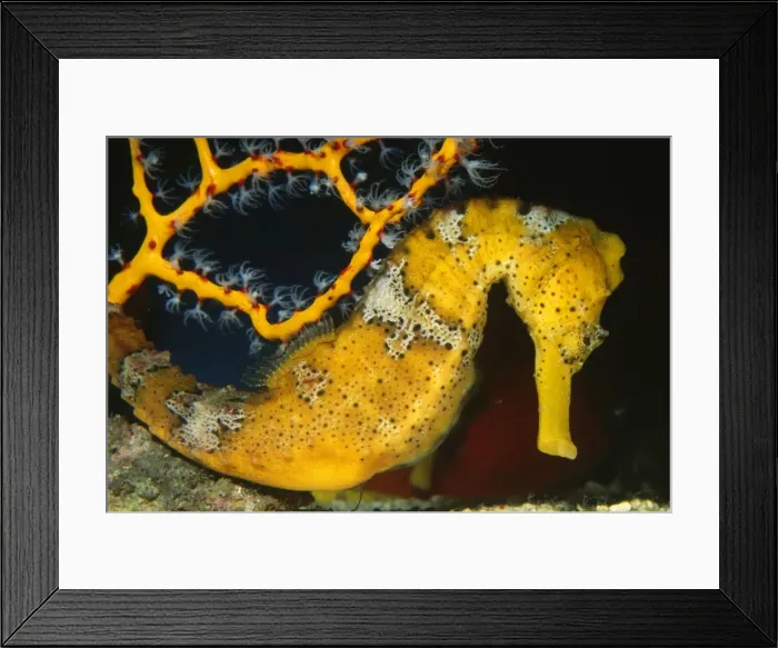 Framed Print : Longsnout Seahorse Bermuda to Northern South America Framed Print : Longsnout Seahorse Bermuda to Northern South America