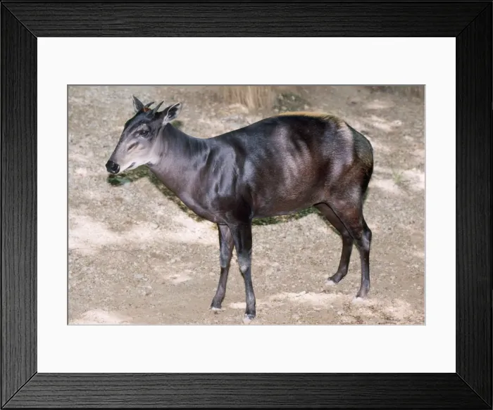 Framed Print : Yellow-backed Duiker - Central & Western Africa Framed Print : Yellow-backed Duiker - Central & Western Africa