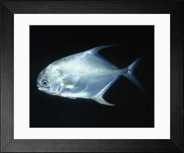 Framed Print : Permit / Bloch's Pompano Fish - (Jacks) Framed Print : Permit / Bloch's Pompano Fish - (Jacks)