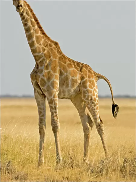 Giraffe - full body portrait - Etosha National Park - Namibia - Africa