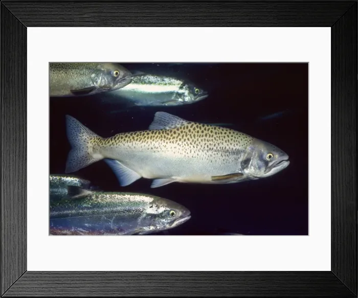 Framed Print : Chinook / King Salmon Alaska to California Framed Print : Chinook / King Salmon Alaska to California
