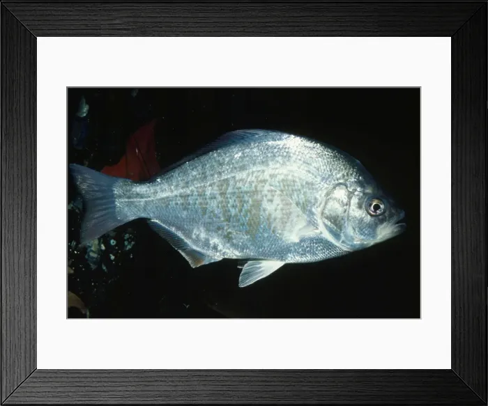 Framed Print : Redtail Surfperch Southern coast of California Framed Print : Redtail Surfperch Southern coast of California