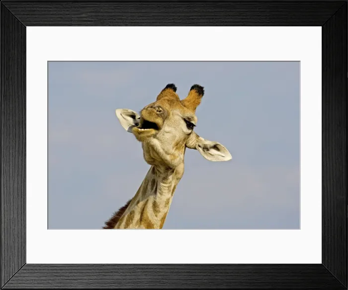 Framed Print : Giraffe - close up of the head whilst chewing and swallowing acacia twigs - Etosha National Park - Namibia - Africa Framed Print : Giraffe - close up of the head whilst chewing and swallowing acacia twigs - Etosha National Park - Namibia - Africa