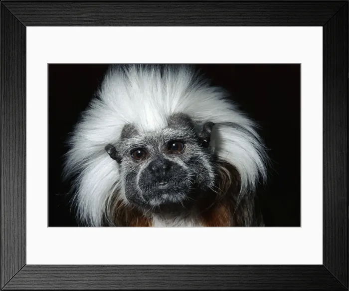Framed Print : Cotton-headed Tamarin Framed Print : Cotton-headed Tamarin