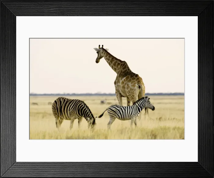 Framed Print : Giraffe - and Zebra on open grass land at dusk - Etosha National Park - Namibia - Africa Framed Print : Giraffe - and Zebra on open grass land at dusk - Etosha National Park - Namibia - Africa
