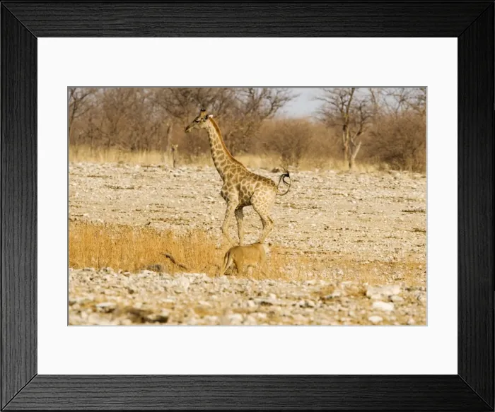 Framed Print : Giraffe - moving away from an approaching lioness - Etosha National Park - Namibia - Africa Framed Print : Giraffe - moving away from an approaching lioness - Etosha National Park - Namibia - Africa