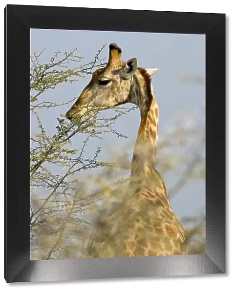 Giraffe - feeding on the top branches - Etosha National Park - Namibia - Africa
