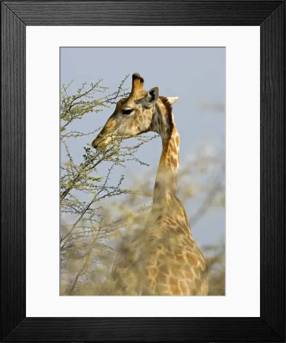 Framed Print : Giraffe - feeding on the top branches - Etosha National Park - Namibia - Africa Framed Print : Giraffe - feeding on the top branches - Etosha National Park - Namibia - Africa
