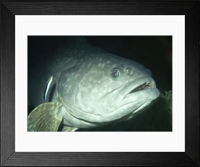 Framed Print : Giant Sea Bass - with Cleaner Fish California to Baja California (Mexico) Framed Print : Giant Sea Bass - with Cleaner Fish California to Baja California (Mexico)