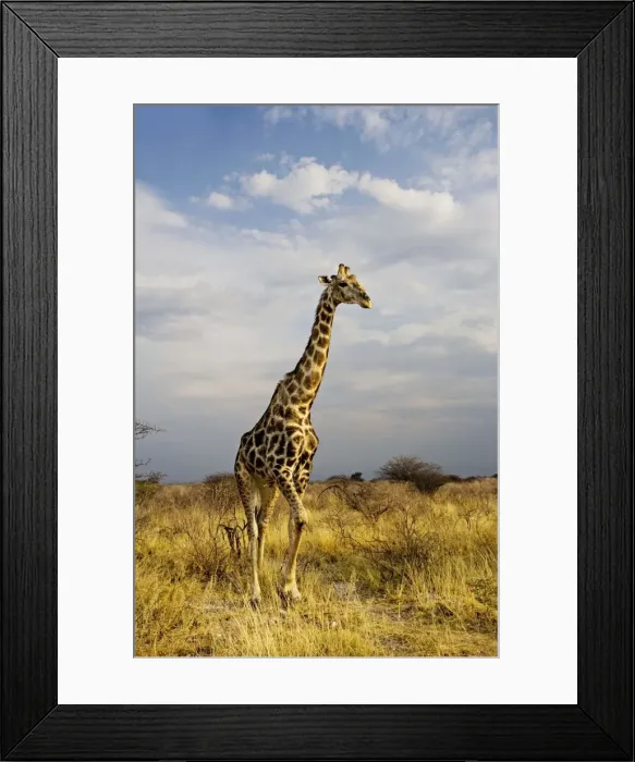 Framed Print : Giraffe - portrait after a heavy rain shower - Etosha National Park - Namibia - Africa Framed Print : Giraffe - portrait after a heavy rain shower - Etosha National Park - Namibia - Africa