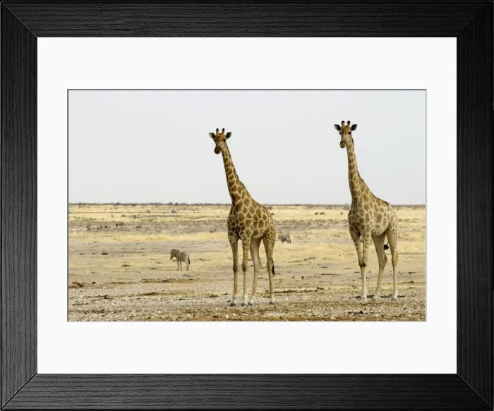 Framed Print : Giraffe - Two adults side by side - Etosha National Park - Namibia - Africa Framed Print : Giraffe - Two adults side by side - Etosha National Park - Namibia - Africa