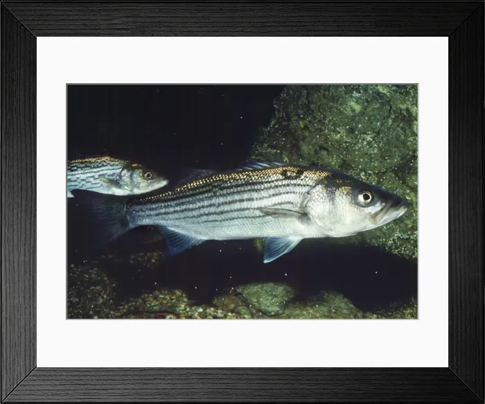 Framed Print : Striped Bass - also know as Chesapeake Bay San Francisco Bay, California Framed Print : Striped Bass - also know as Chesapeake Bay San Francisco Bay, California