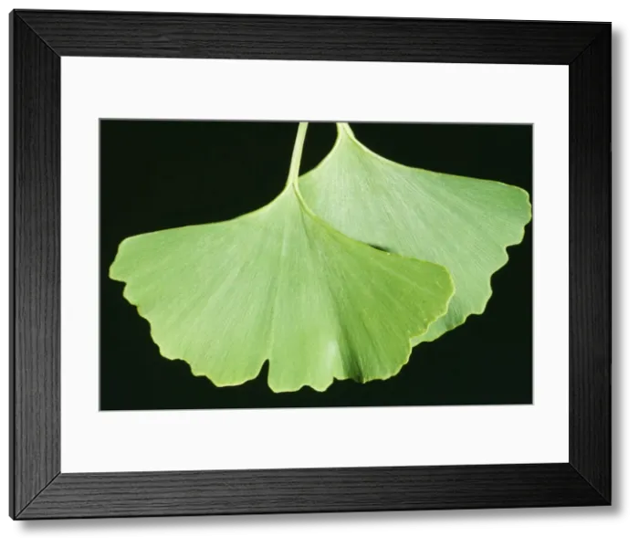 Framed Print : Maidenhair Tree Originally from China Framed Print : Maidenhair Tree Originally from China