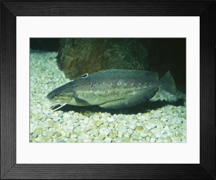 Framed Print : Southern Hake Florida and Gulf Mexico Framed Print : Southern Hake Florida and Gulf Mexico