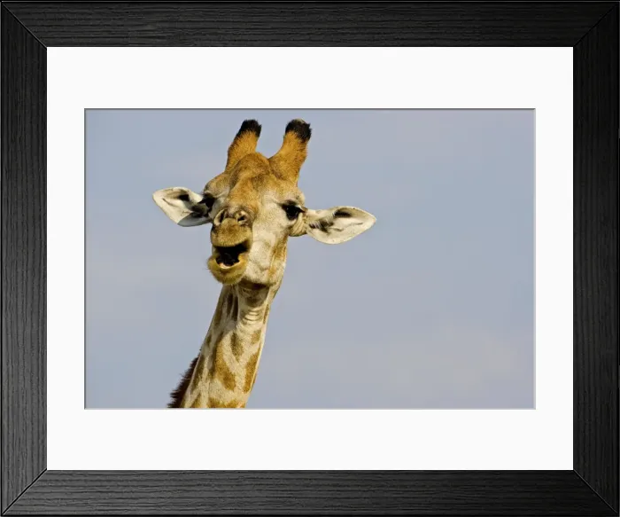 Framed Print : Giraffe - close up of the head whilst chewing and swallowing acacia twigs - Etosha National Park - Namibia - Africa Framed Print : Giraffe - close up of the head whilst chewing and swallowing acacia twigs - Etosha National Park - Namibia - Africa