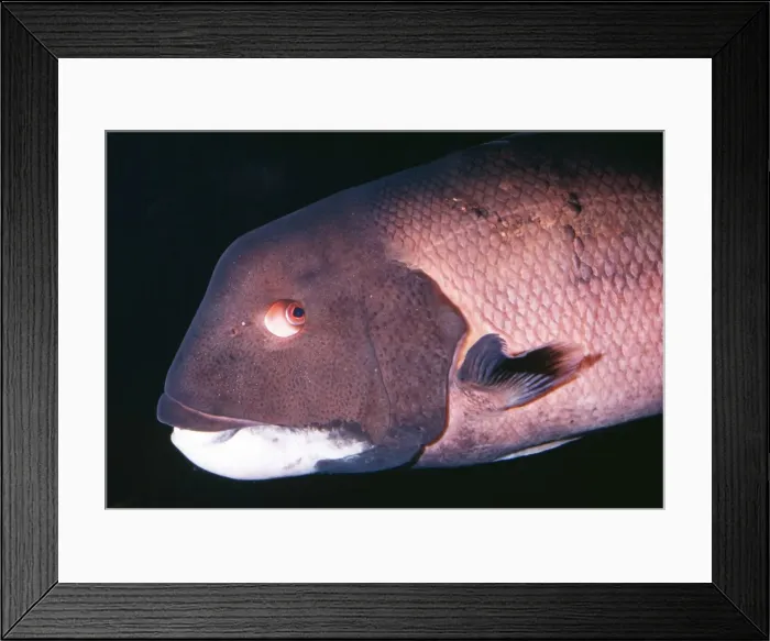 Framed Print : California Sheephead Wrasse Male. Monterey Bay, California, USA Framed Print : California Sheephead Wrasse Male. Monterey Bay, California, USA